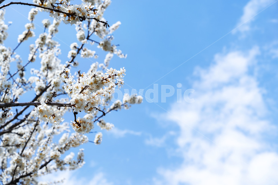 벚꽃,cherryblossom,하늘,구름,봄,파란하늘,flower,sky,bluesky,contrast,나뭇가지,식물,자연,plants,nature,꽃,flower
