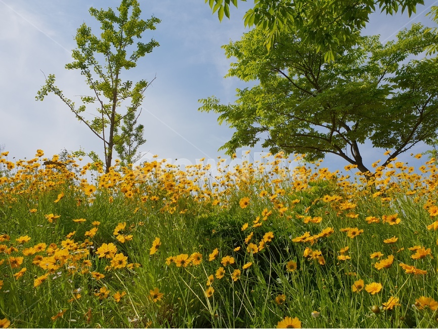 금계국,노랑,풍경,봄,꽃,나무,자연,풍경,nature,landscape,식물,plants,꽃,flower,나무,trees,wood,grassland,목초지,field,들,outdoors,옥외,meadow,rural,농촌,farm,농장