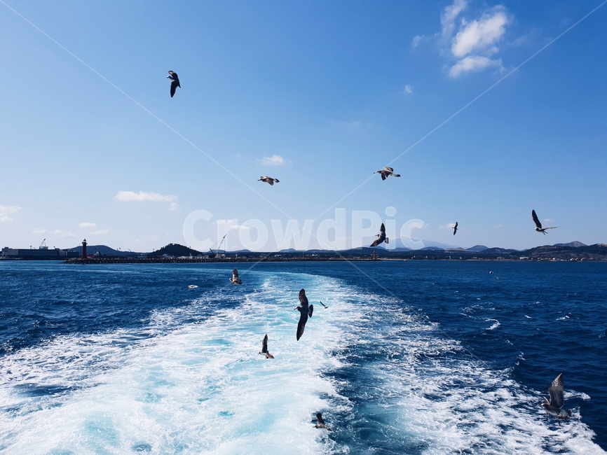 바다,파도,갈매기,하늘,풍경,sea,wave,bird,파랑,blue,색감,동물,animal,조류,새,birds