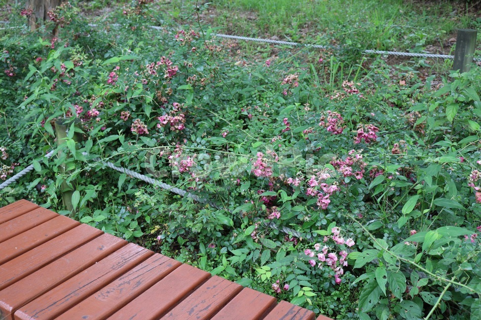 꽃,식물,분홍,초록,벤치,자연,flower,hana,plants,shokubutsu,pink,pinku,green,midori,bench,isu,식물,자연,plants,nature,꽃,flower