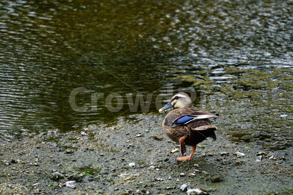 오리,새,조류,동물,bird,animal,duck,자연,nature,풍경,landscape,물,water,강,시냇물,river,여름,summer,물가,습지,하천,귀여운,귀엽다,귀염둥이,감성,감성사진,힐링,힐링사진,cute,pretty,경기도,흐르는물,계곡,한국의자연,한국풍경,동물,animal,조류,새,birds