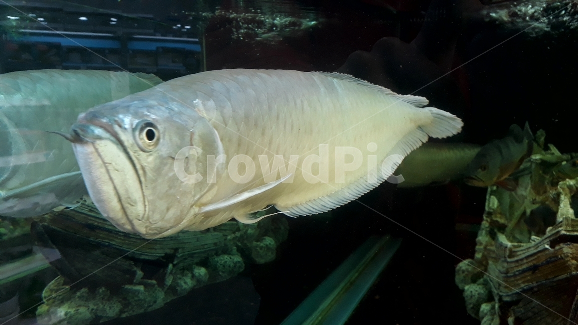 열대어,관상어,물고기,생선,fish,수족관,생물,해양생물,어류,물고기,fish