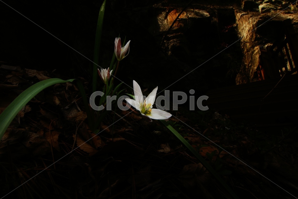 꽃,식물,flower,야생화,산자고,식물,자연,plants,nature,꽃,flower