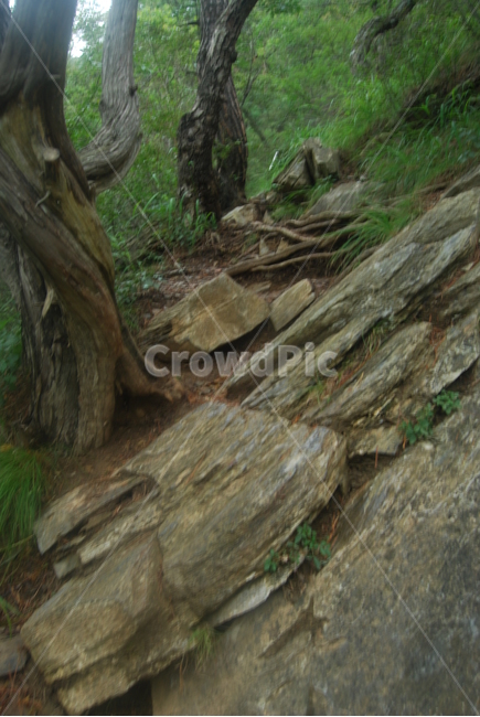 백운산,정선군,100대명산,등산로,자연,등산,계절,한국명산,한국등산,풍경,나무,자연,풍경,nature,landscape,tree,plant,식물