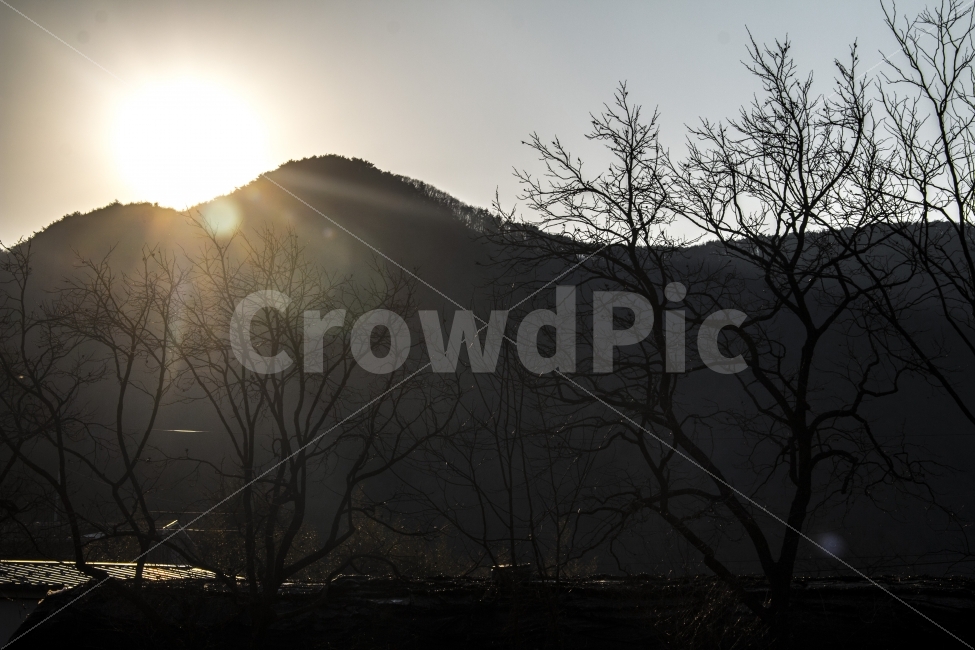 일출,해,어둠,어두움,나무,자연,풍경,nature,landscape,한국자연풍경,한국자연경관,korea nature landscape,식물,plants,나무,trees,wood,flare,플레어,light,빛