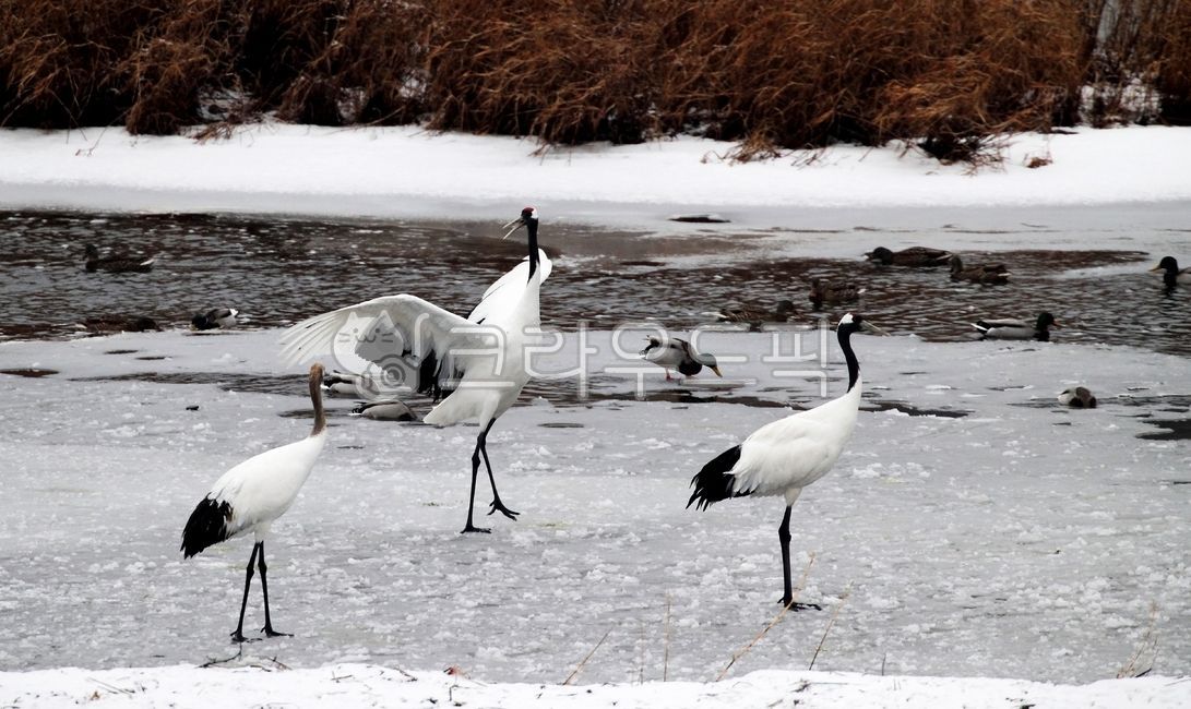 학, 철원학, 두루미, bird, 새, 사진,이미지,일러스트,캘리그라피 - 영산공작가