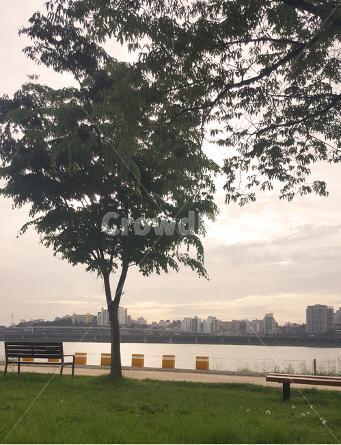 도심,한강,한가로운,나무,자연,tree,산책,한강공원,공원,도심속,여유로운,벤치,큰나무,하늘,구름