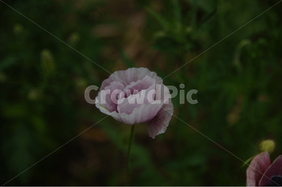 꽃,양귀비,양귀비꽃,식물,야생화,식물,자연,plants,nature,꽃,flower