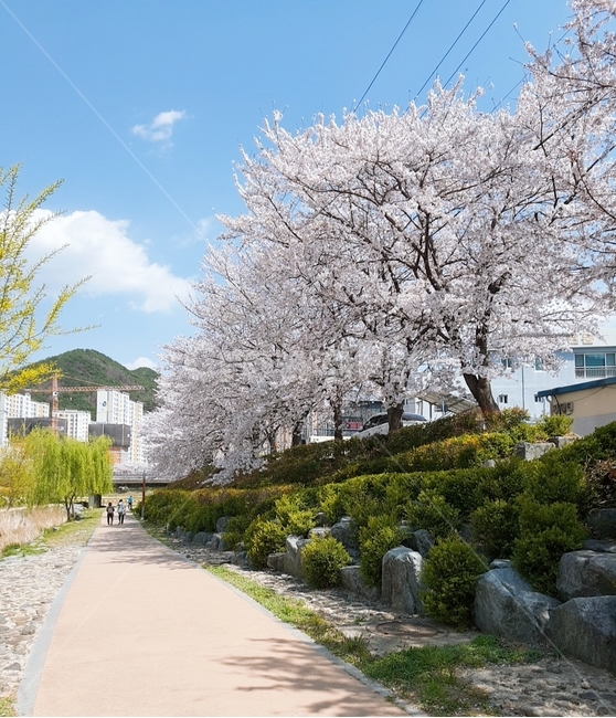 벚꽃,벚꽃길,예쁜꽃,좋은날씨,푸른하늘