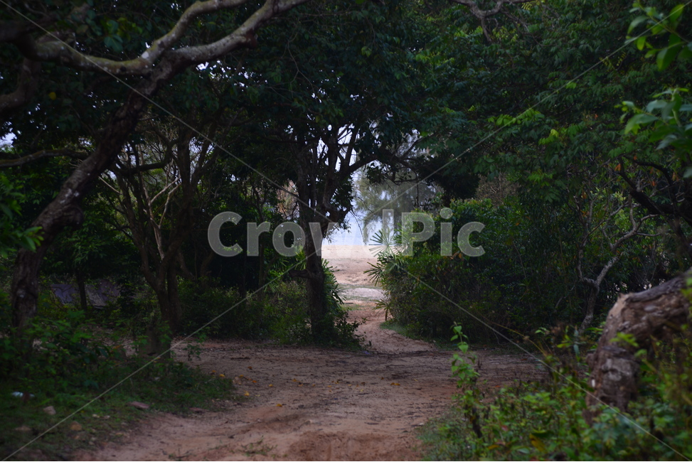 나무,바다,풍경,자연,자연풍경,자연,풍경,nature,landscape,휴식,힐링,rest,relaxation,healing,tree,plant,식물,ground,바닥