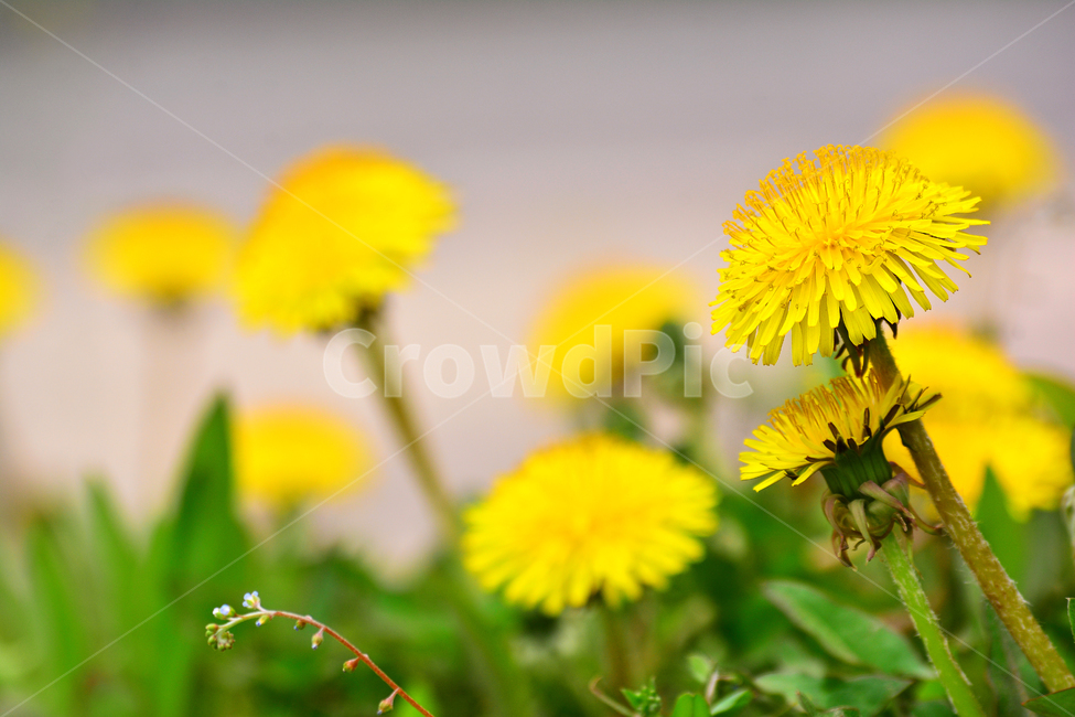 민들레꽃,봄꽃,노랑꽃,plant,식물,야생화,옐로우,벌,국화과,꽃차,약용식물,봄나물,건강식품,양지,생명,화사한,봄날,yellow,flowers,spring,봄이미지,beautiful,자연,예쁜,봄,계절,spring,season,식물,자연,plants,nature,꽃,flower