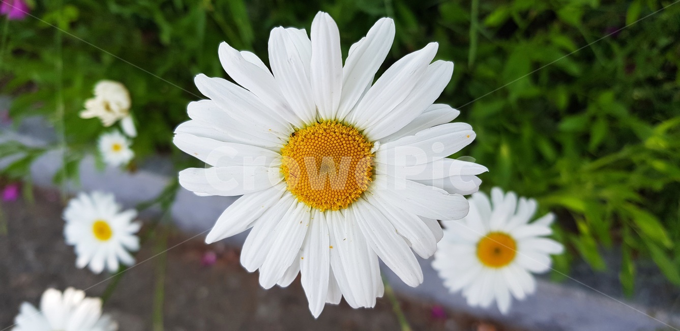 샤스타데이지,봄,들국화,초록,꽃말평화순진만사인내,식물,자연,plants,nature,꽃,flower