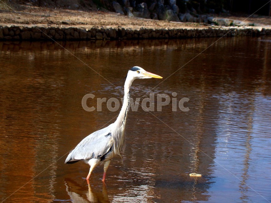 학,조류,새,bird,왜가리,동물,animal,조류,새,birds