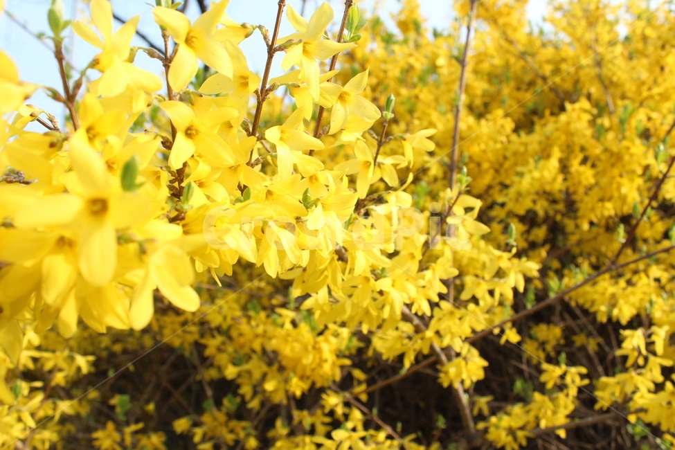 개나리,노란꽃,야생화,꽃,꽃밭,꽃배경,봄배경,풍경,봄풍경,봄,계절,spring,season,식물,자연,plants,nature,꽃,flower,plant,blossom