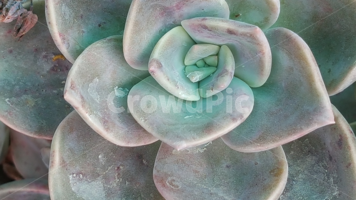 식물,자연,다육이,꽃,귀여움,식물,자연,plants,nature