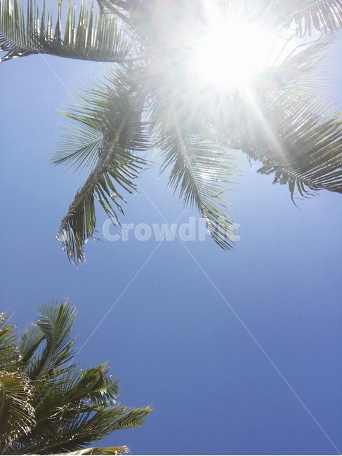 야자수,하늘,태양,여름,palmtree,sky,sun,summer