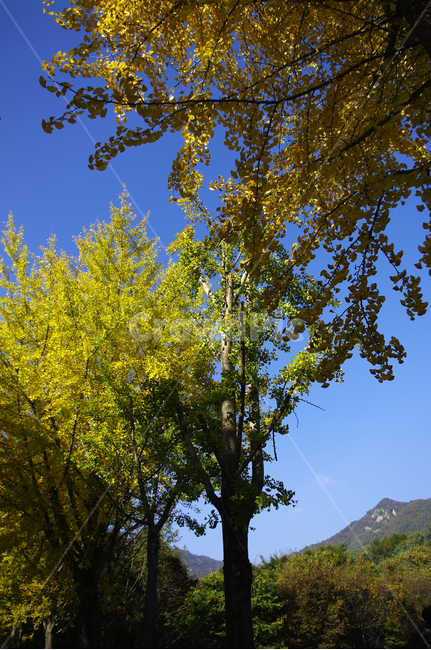 은행나무,가을,은행잎,식물,plant,하늘,가을,계절,fall,autumn,season,식물,자연,plants,nature,나무,trees,wood,tree,tree trunk,나무 줄기