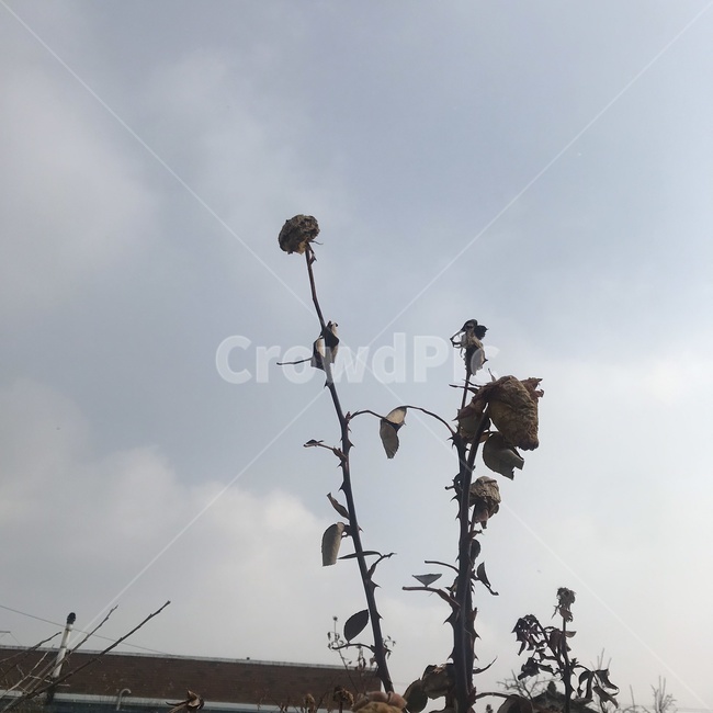 꽃,flower,장미,plant,감성,식물,자연,plants,nature,꽃,flower