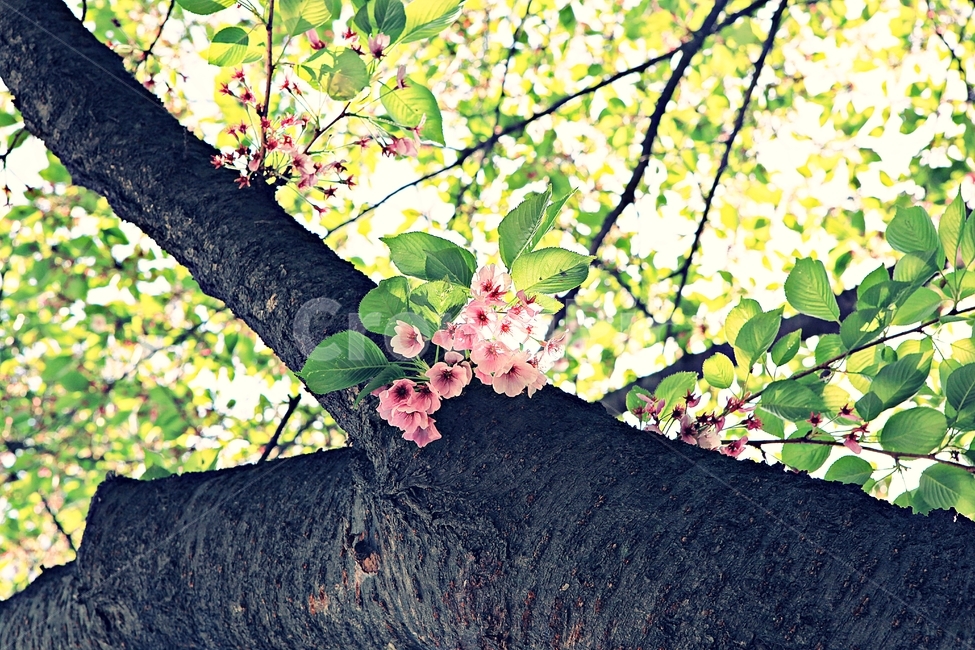 꽃,봄꽃,봄,공원,자연,배경,식물,자연,plants,nature,꽃,flower,나무,trees,wood