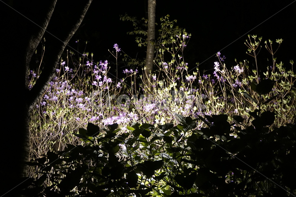 나무,밤,꽃,어둠,자연,tree,night,flower,nature,dark,자연,풍경,nature,landscape,야경,밤,nightscape,night,식물,plants,나무,trees,wood,공포,호러,무서운,무서움,horror,terror,fear,acanthaceae,잔잔과,plant,blossom