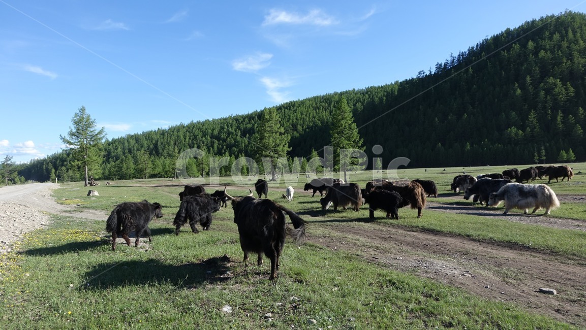 자연,nature,야크,동물,초원,grass,field,몽골,몽고,MONGOLIA