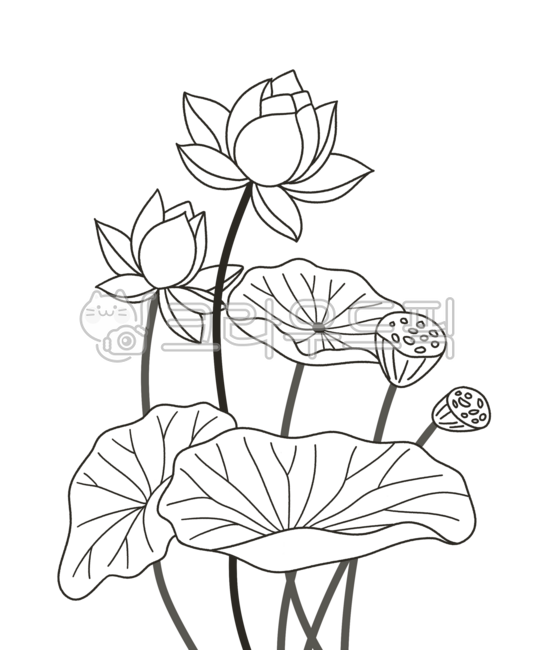 Lotus,lotus seed,lotus leaf,lotus bud,line drawing,line drawing,traditional pattern,holiday,Lunar New Year,Chuseok,Hangawi,decoration,emotional illustration,oriental painting feeling,black and white illustration,flower drawing,plant materi