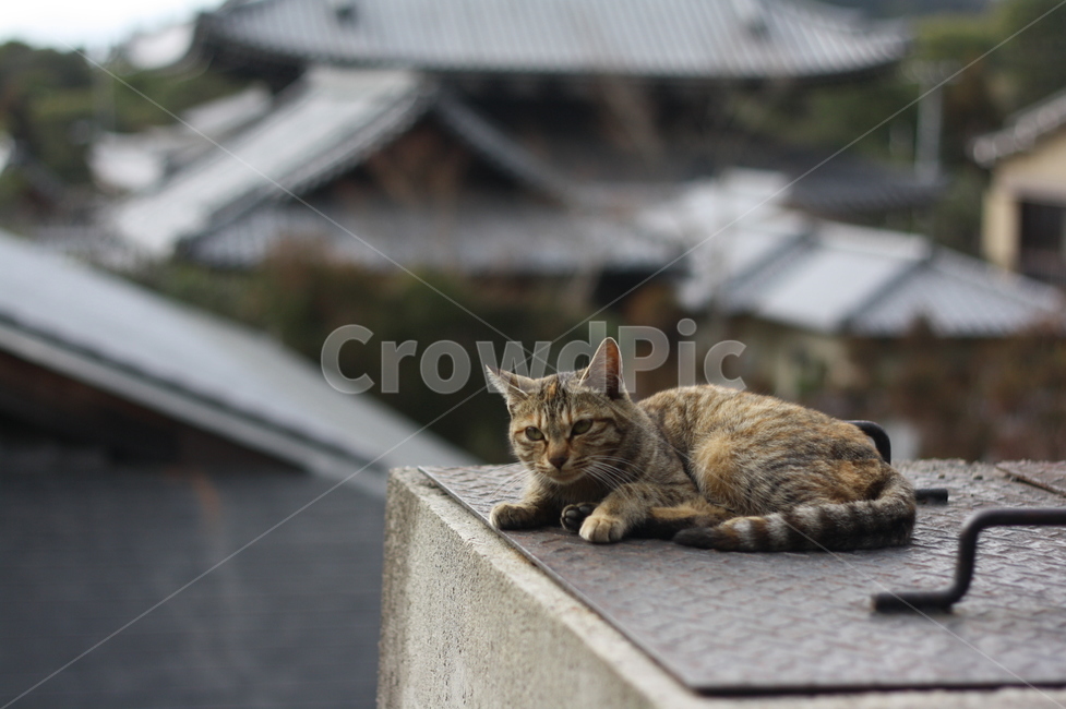 animal,동물,애완동물,pet,mammal,포유류,cat,고양이