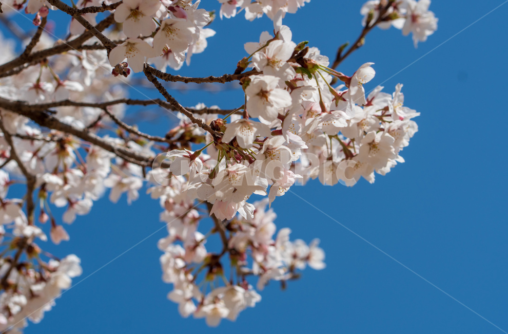 벚꽃,봄,벚꽃나무,자연,꽃,flower,spring,파란하늘,식물,푸른하늘,봄,계절,spring,season,식물,자연,plants,nature,꽃,flower,plant,blossom