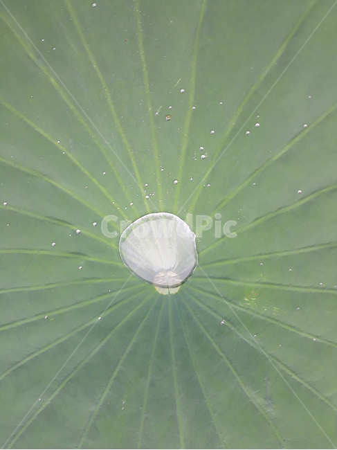 연잎,이슬,식물,자연,비,습지,lotusleaf,dew,plantlife,nature,rain,wetland