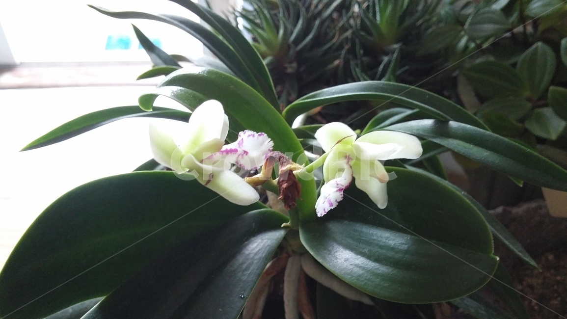 꽃,다육이,난,화분,식물,식물,자연,plants,nature,꽃,flower