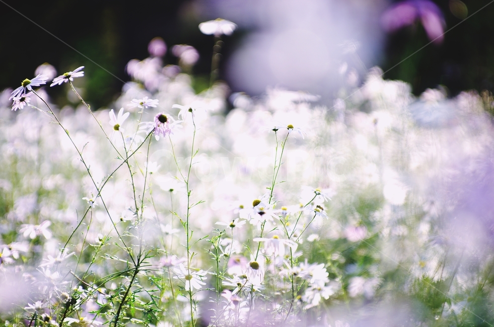 september,가을,들꽃,꽃,구절초,식물,자연,plants,nature,꽃,flower,감성,sensible,feeling