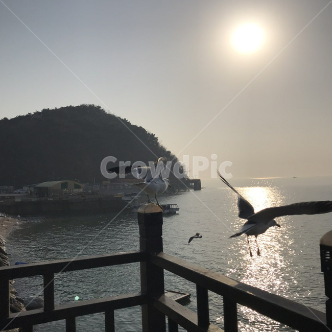 갈매기,새,조류,동물,seagull,동물,animal,조류,새,birds
