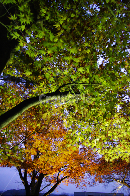 나무,조명,빛,식물,plant,가을,fall,단풍,잎,야경,밤,풍경,nightscape,night,landscape,식물,자연,plants,nature,나무,trees,wood