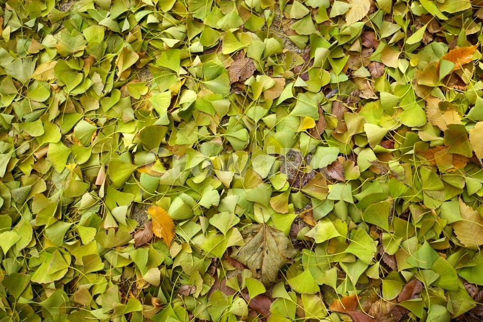 가을,autumn,fall,season,계절,단풍,나무,나뭇가지,이파리,단풍잎,자연,nature,tree,산림,삼림,숲,숲속,낙엽,한국자연,11월,November,풍경,landscape,경치,스냅,스냅사진,snap,snapshot,감성,감성사진,느낌,feel,분위기,은행잎,쓸쓸함,쓸쓸한,쓸쓸하다,잎사귀,식물,자연,plants,nature
