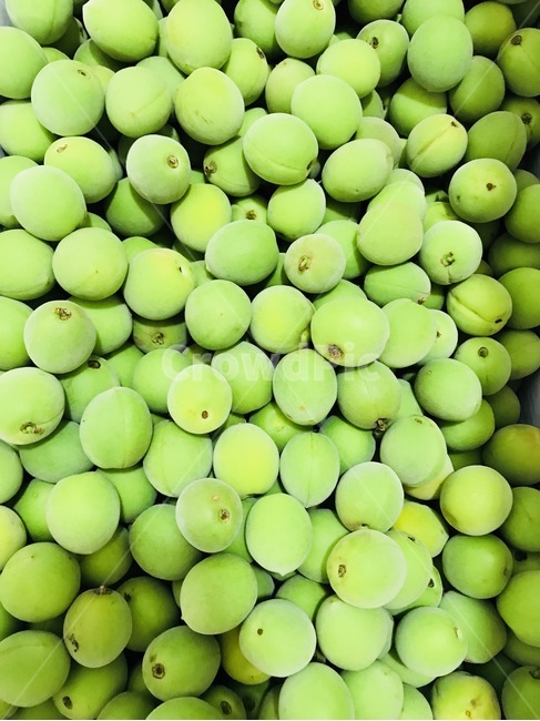 매실,청매실,열매,매화나무,자연,음식,식재료,요리,food,cook,meal,dishes,food reserves,과일,열매,fruit