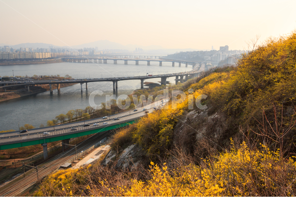 개나리,서울,응봉산,한강,봄,봄날,봄꽃,노란색,강변북로,강,강변,강가,도로,차도,고속도로,봄풍경,경치,풍경,황사,미세먼지,다리,대교,대기오염,환경,환경오염,도시,꽃잎,건물,빌딩,봄,계절,spring,season,도시,풍경,city,landscape,한국도시풍경,한국도시경관,korea cityscape,교통,교통수단,traffic,transportation,road