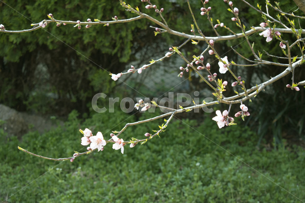 식물,벗꽃,꽃,봄꽃,배경,봄배경,cherryblossom,분홍꽃,가지,뻗어있는