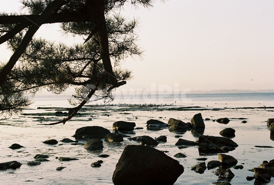 landscape,필름,필름카메라,아날로그,analog,filmcamera,film,감성,감성사진,바다,나무,노을,자연,풍경,nature,landscape,ocean,대양,water,물,outdoors,옥외,sea,shoreline,해안선