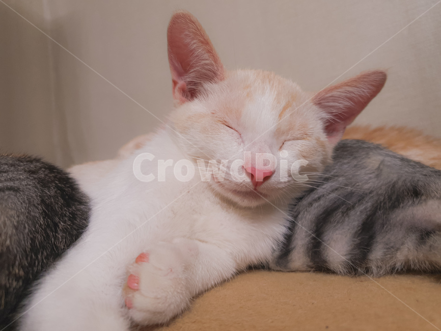 pet,abyssinian,아비시니아,animal,동물,cat,애완동물,포유류,mammal,고양이,잠자는,반려동물,냥이,kitten,kitty,반려묘,귀여운동물,sleeping,귀여움,잠든모습,동물,animal,포유류,mammal,고양이,cat,kitten,kitty