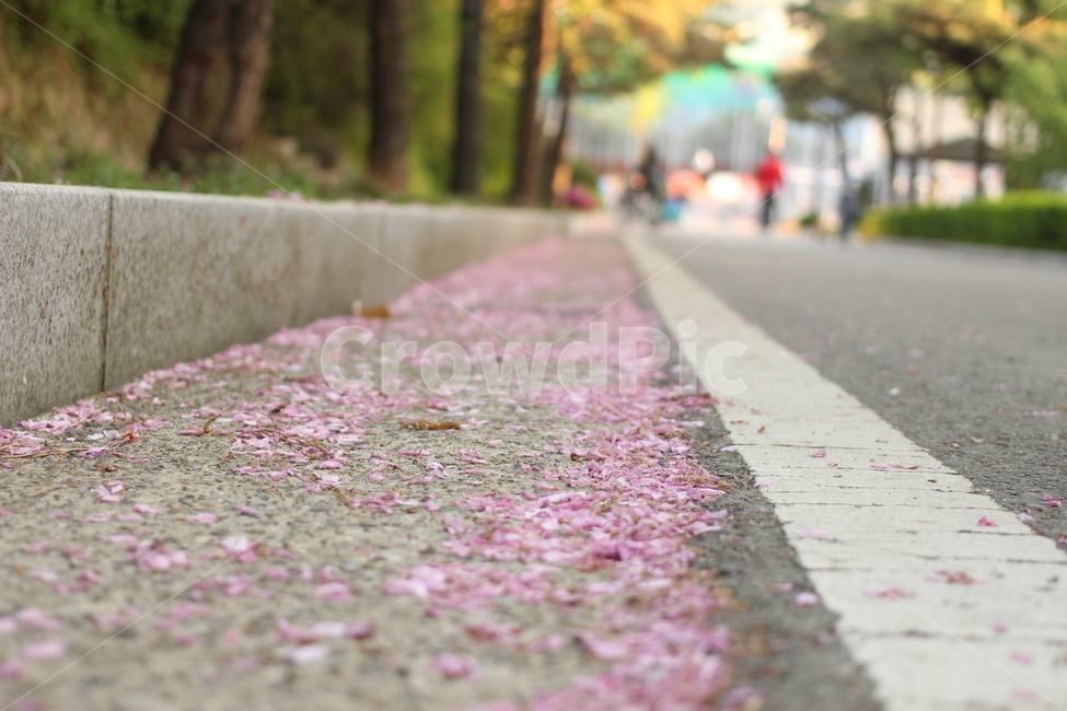 꽃,벚꽃,겹벚꽃,접사,도로,봄,계절,spring,season,꽃,flower,plant,식물,blossom,petal,꽃잎