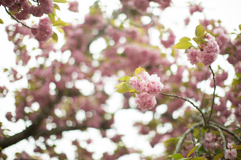 봄,벚꽃,겹벚꽃,분홍색,꽃,플라워,분홍분홍,꽃나무,꽃놀이,flower,doublecherryblossoms,cherryblossoms