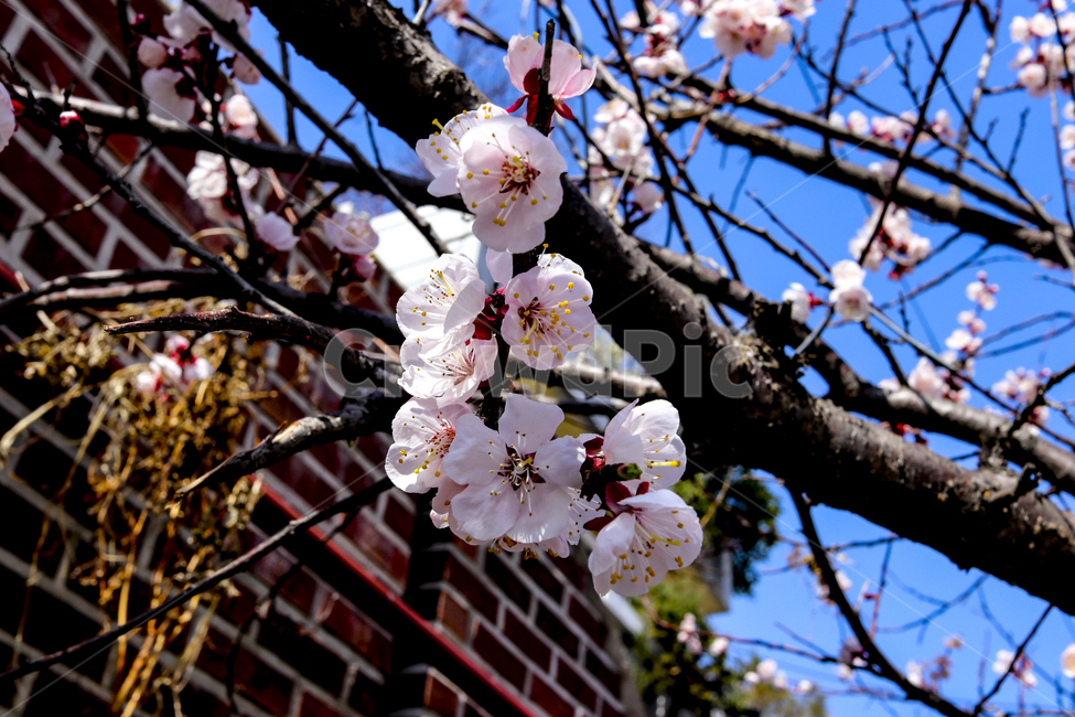 봄,꽃,봄꽃,매화,flower,봄이미지,봄,계절,spring,season,식물,자연,plants,nature,꽃,flower,plant,blossom,cherry blossom,벚꽃