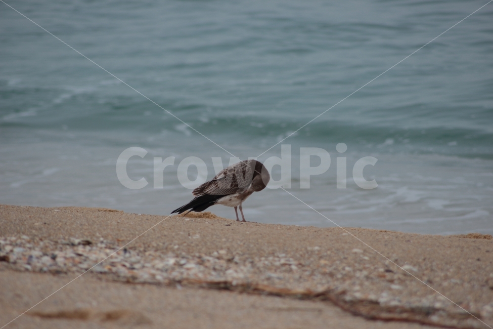 바다,새,동물,조류,갈매기,바닷가,털관리,해변,해변가,sea,gull,깃털관리,해변,바다,beach,sea,동물,animal,조류,새,birds