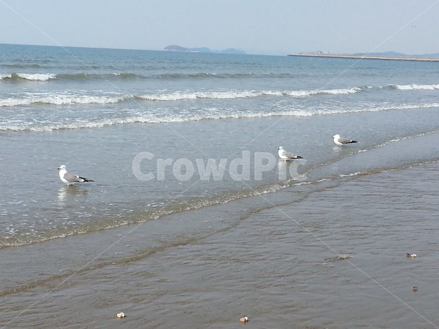 갈매기,바다,새,모래,물,파도,동물,동물,animal,조류,새,birds