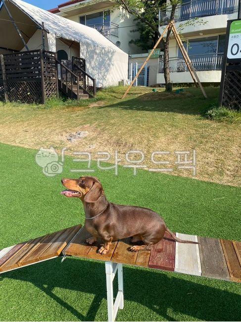 어질리티,애견,강아지,닥스훈트,갈색닥스훈트,동물,pet,dog,animal,애견어질리티