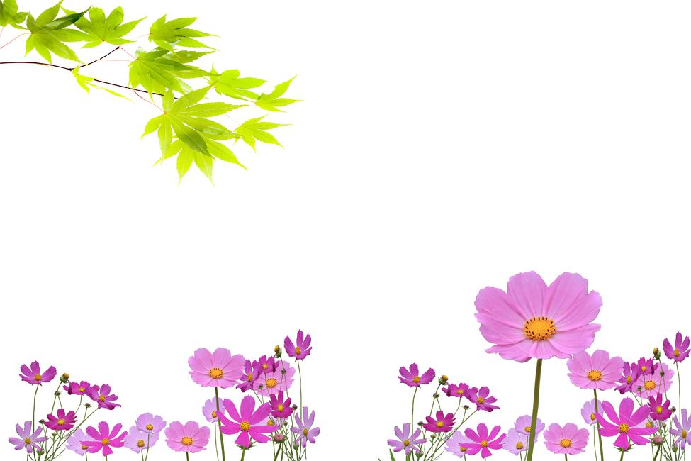 코스모스,꽃,식물,단풍잎,단풍나무,배경,분홍색꽃,식물,자연,plants,nature,꽃,flower,누끼,remove background