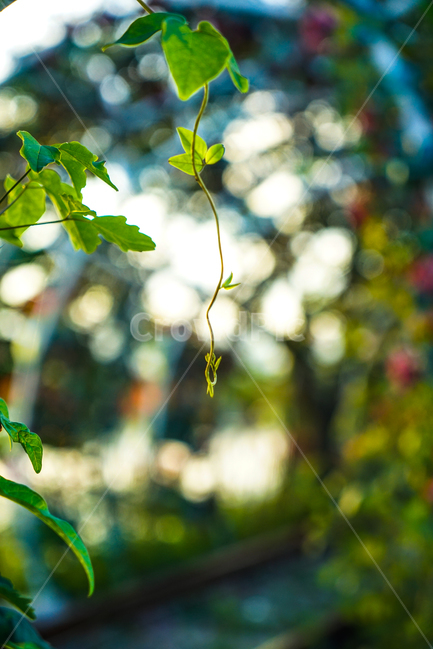 식물,꽃,넝쿨,새싹,줄기,식물,자연,plants,nature