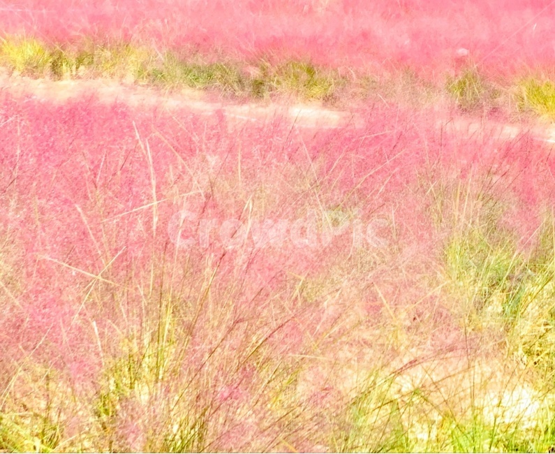 핑크뮬리,평강랜드,식물,잔디,plant