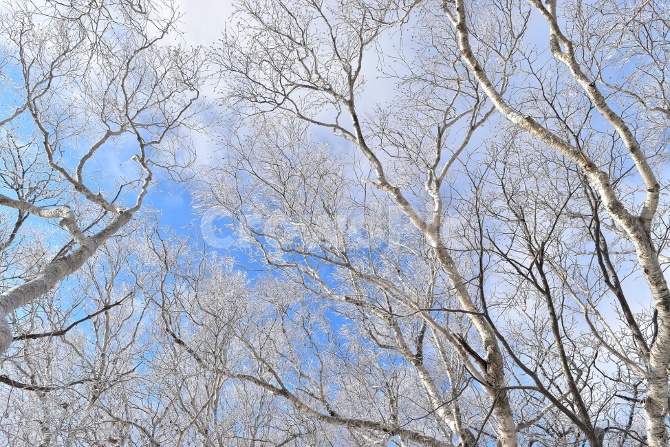 태백산,설경,상고대,눈꽃,풍경,겨울,겨울왕국,서리꽃,눈,천제단,자연,스포츠,등산,산행,nature,snow,설국,겨울풍경,느낌,아름다운,신비로운,경이로운,다큐,필,디자인,힐링,명산,국립공원,순백,landscape,winter,season,영산,사스래나무,겨울,계절,winter,season,식물,자연,plants,nature,나무,trees,wood