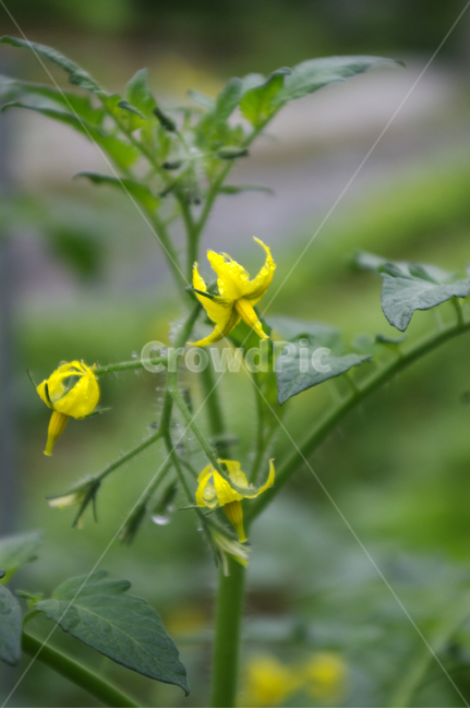 오이꽃,꽃,식물,flower,plant,식물,자연,plants,nature,꽃,flower